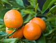 Mandarin Clementine